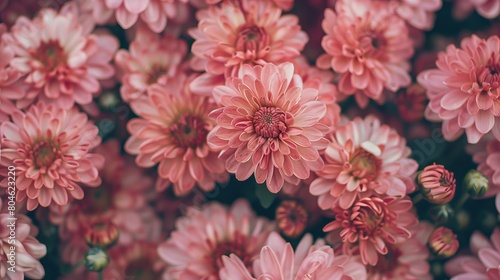 Light pink chrysanthemums