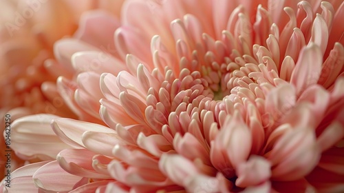Pink chrysanthemum flower in full bloom. The petals are delicate and the colors are soft