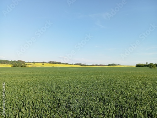 Green field of young wheat, rural spring landscape