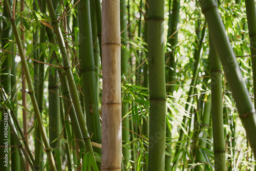 Fototapeta Naklejka Na Ścianę i Meble -  A dense thicket of bamboo stalks, showcasing varying shades of green and the smooth, segmented texture of the bamboo