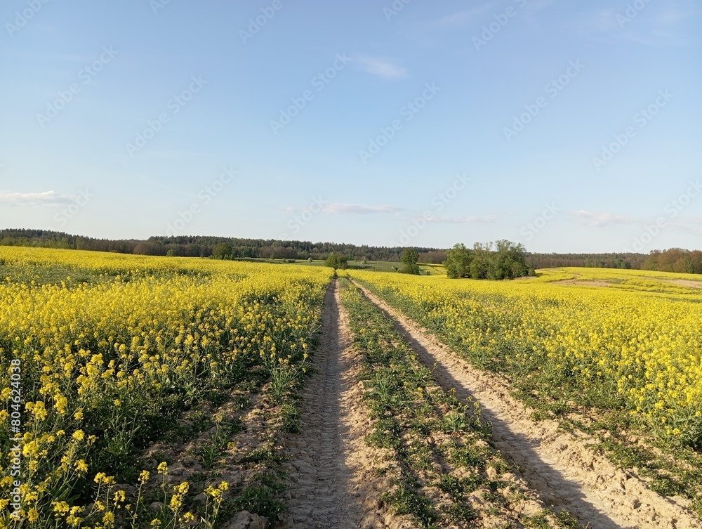 A road among a rapeseed field A road among a rapeseed field