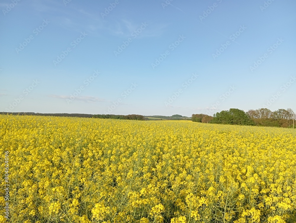 A Field of Rapeseed under Blue Skies