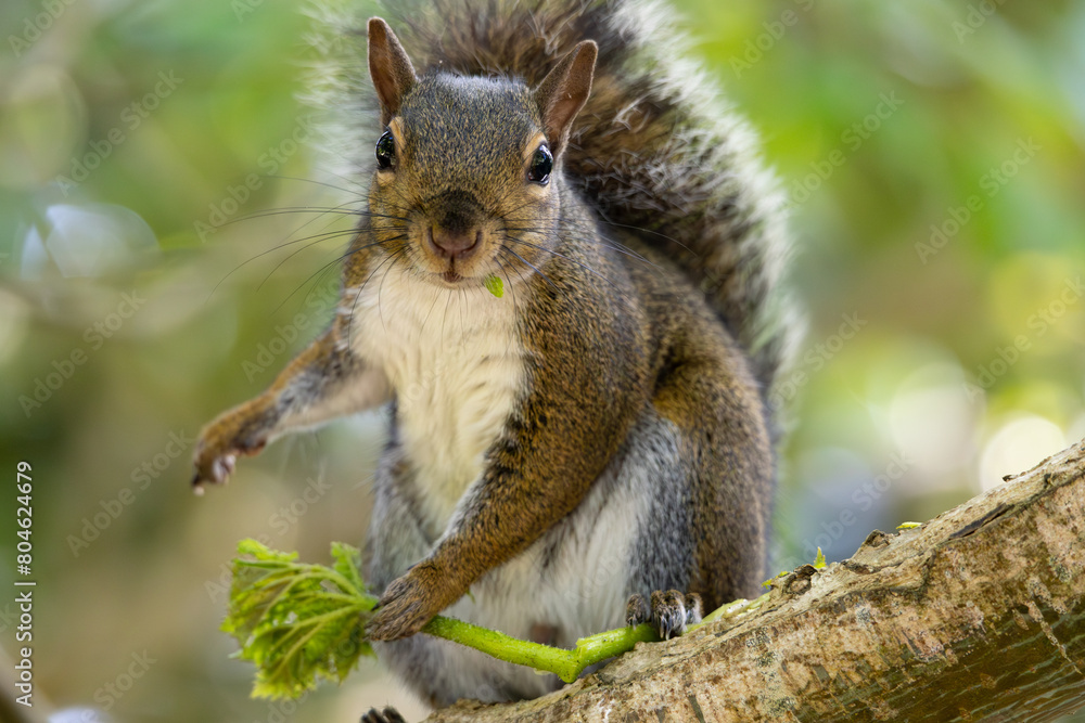 A curious squirrel perched on a tree branch, holding a green leaf, with its sharp eyes focused and bushy tail fluffed in a natural backdrop
A curious squirrel perched on a tree branch, holding a green leaf, with its sharp eyes focused and bushy tail fluffed in a natural backdrop