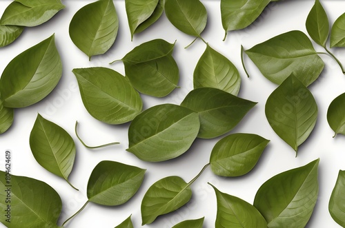 Green Leaves on a White Background