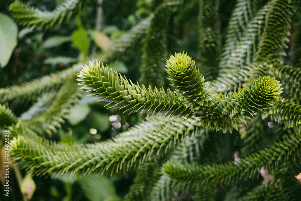 Lush branches of a monkey puzzle tree, showcasing their unique, spiral arrangement of sharp, green needle-like leaves