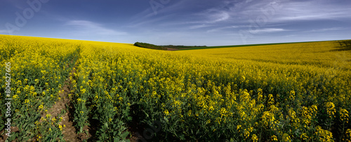 Yellow rapeseed fields. Biofuel for power plants. Spring rapeseed crops. Boundless expanses of agro-industrial fields.