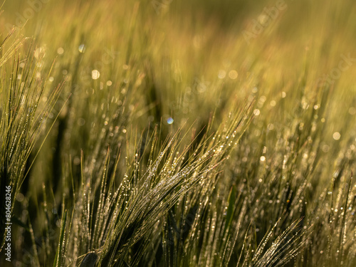 Grass. Fresh green spring wheatwith dew drops closeup