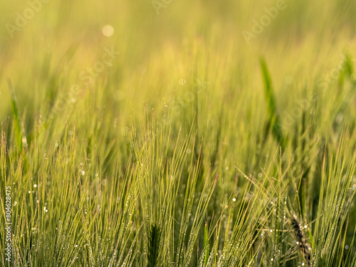 Grass. Fresh green spring wheatwith dew drops closeup