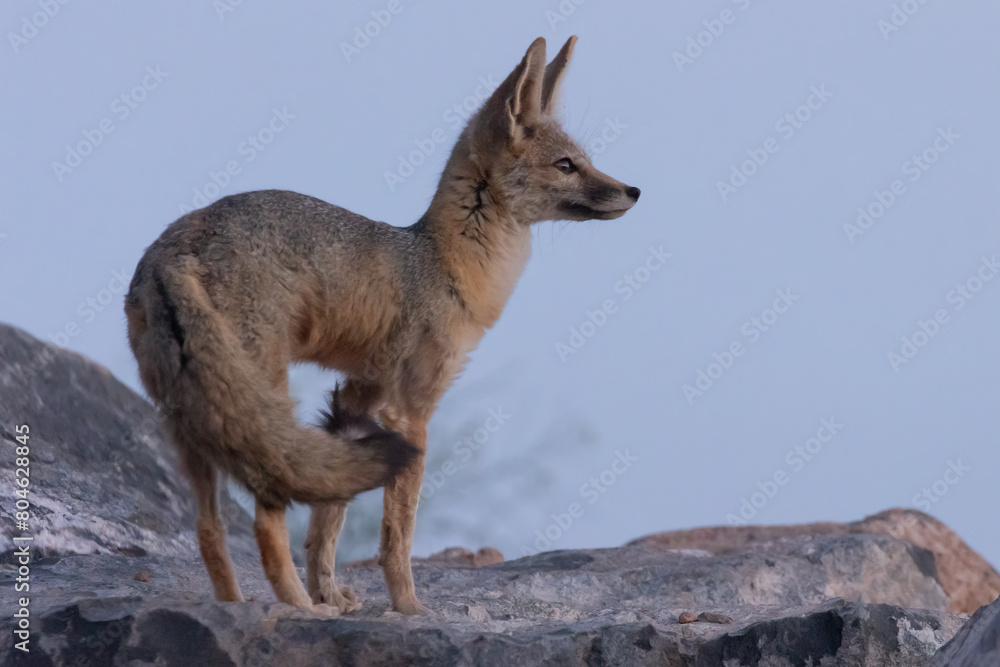 Obraz premium A kit fox stands up and stretches as the sky darkens at dusk. It will soon get ready for a night of hunting in the desert of Southern Utah, USA on a May evening.