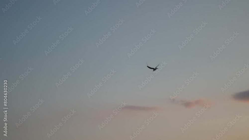 A seagull in the morning sky, a bird in flight in a pink sky over a blue sea A seagull in the morning sky, a bird in flight in a pink sky over a blue sea