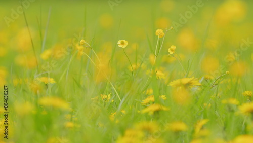 Ranunculus repens swaying in the wind. Meadow yellow flowers buttercup thicket. Lesser spearwort. Close up. photo