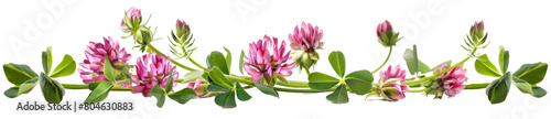 Pink Clover Bloom Against White Background © Jean Isard