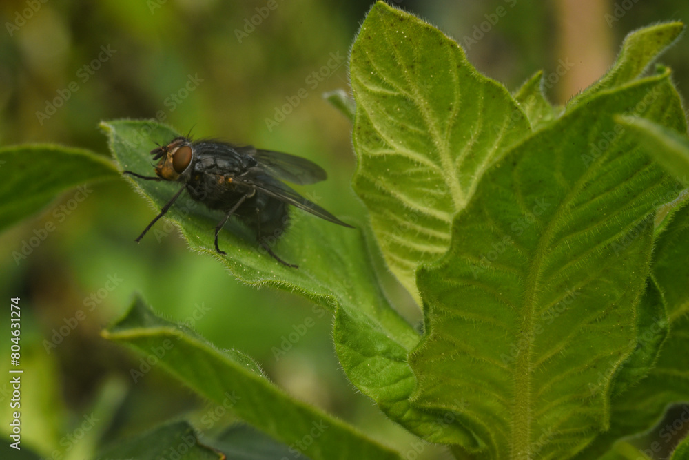 fly on leaf fly on leaf