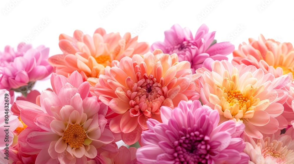 Light pink and yellow chrysanthemum on a white background Light pink and yellow chrysanthemum on a white background
