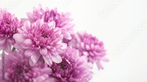 Light purple chrysanthemum in a close up view with a white background