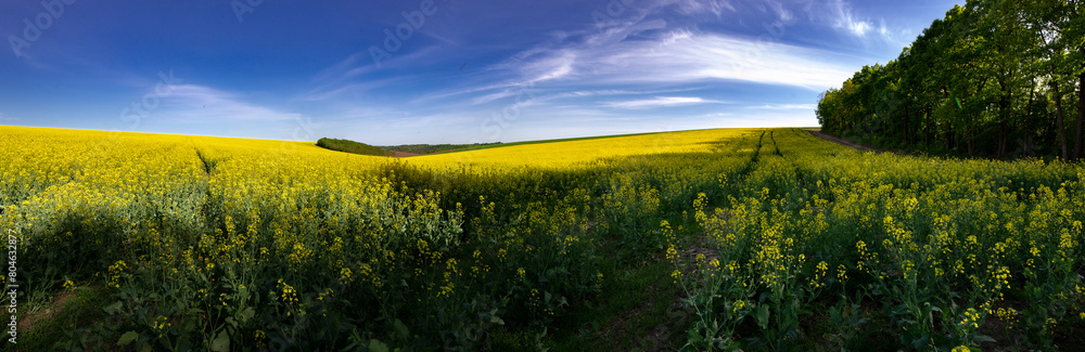 Rapeseed fields in sunny free Ukraine. Panorama landscape of agricultural fields. Endless expanses of fields and meadows.
