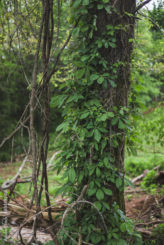 tree wrapped in vines 