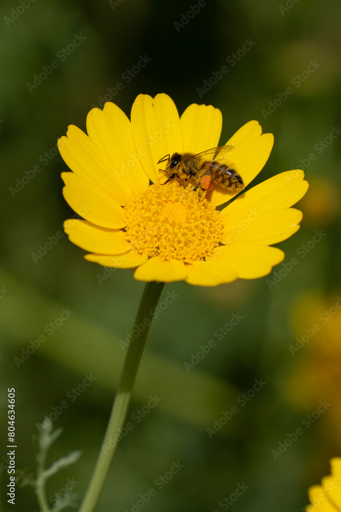 A Honey Bee on a Crown Daisy A Honey Bee on a Crown Daisy