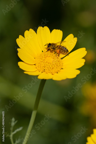 A Honey Bee on a Crown Daisy