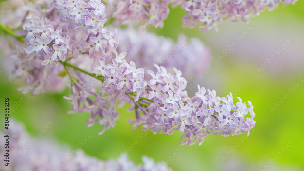 Slow motion. Blossoming purple lilac flower. Floral romantic spring background. Syringa vulgaris.