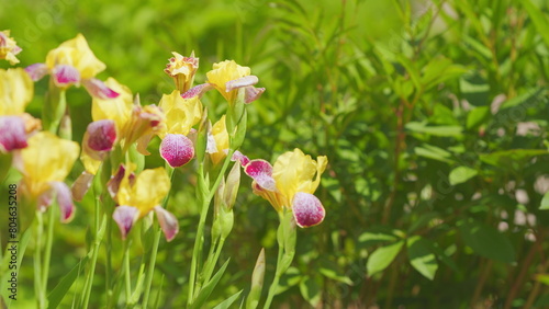 Beautiful purple and yellow iris flower. Flowers of yellow irises in nature. Slow motion.