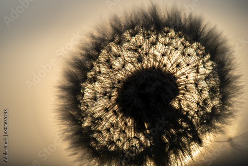 background with sun rays