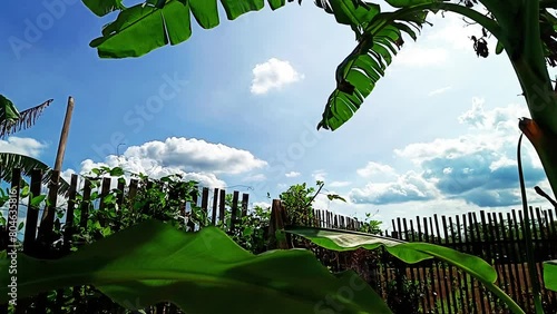 The view of the blue sky on a hot day, decorated with blowing green leaves.