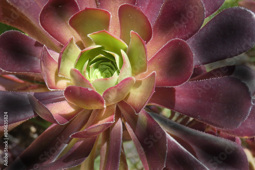 Aeonium mardi gras photo