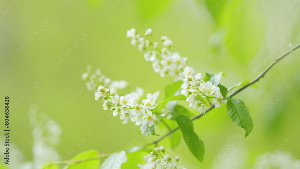 White flowers of small tree the bird cherry or hackberry. Lat. prunus padus. Slow motion.