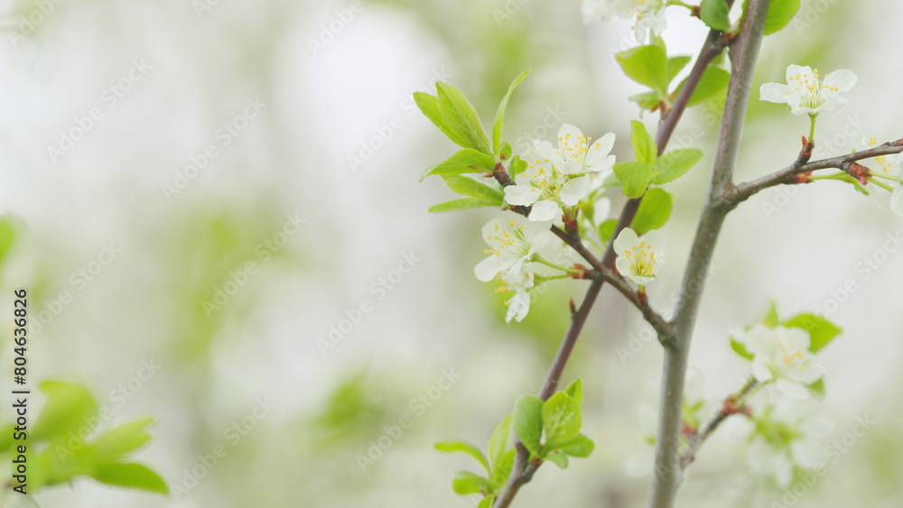 Cherry blossoms swaying in the wind. Branches of a sweet cherry tree with white flowers. Slow motion. Cherry blossoms swaying in the wind. Branches of a sweet cherry tree with white flowers. Slow motion.
