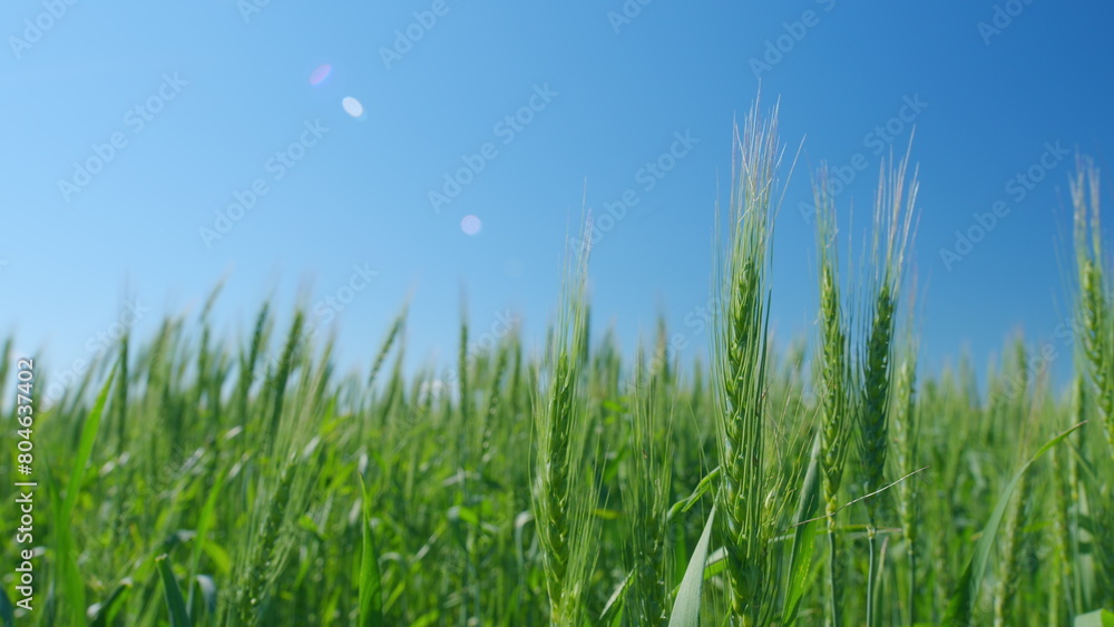 Low anlgle view. Ripe grains crop during warm summer day. Beautiful blue sky. Picturesque view of green wheat swaying in winds blowing.