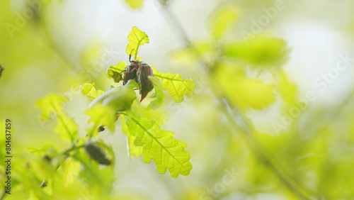 Maybug, chafer beetle is sitting on oak leaf in the forest. Harmful agricultural beatles. Close up.