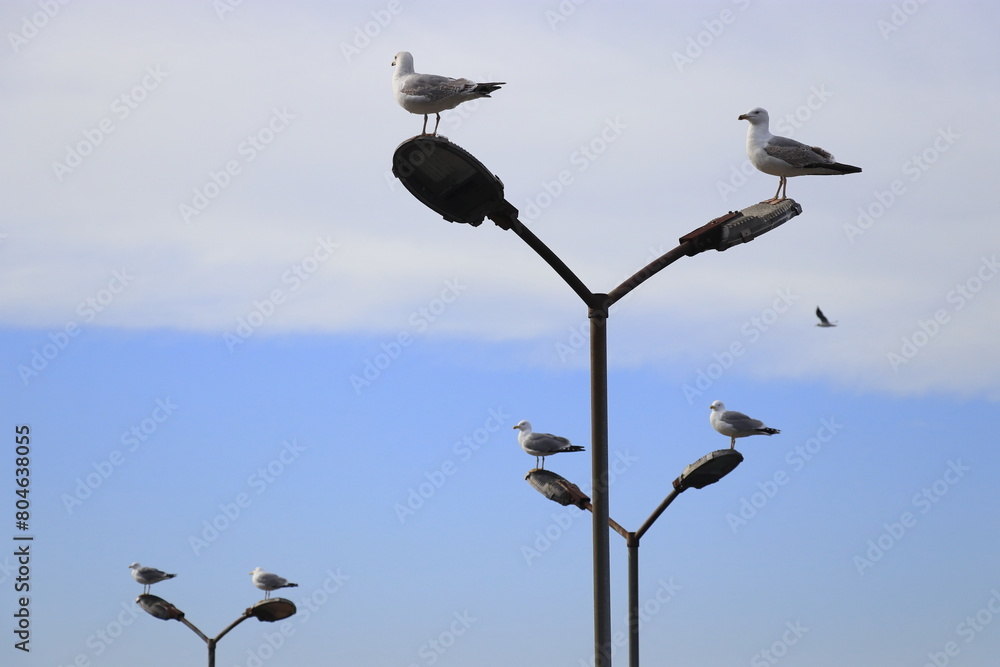 The seagulls on top of the street lamp. The seagulls on top of the street lamp.