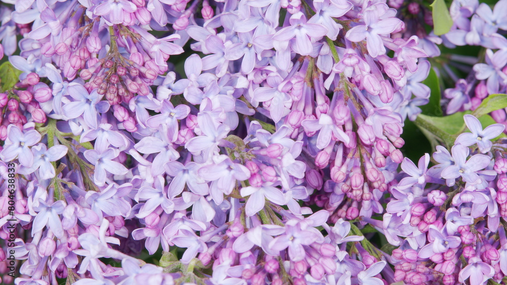 Fototapeta premium Lilac violet and purple flowers, abstract soft floral background. Nature blooming flowers backdrop. Time lapse.