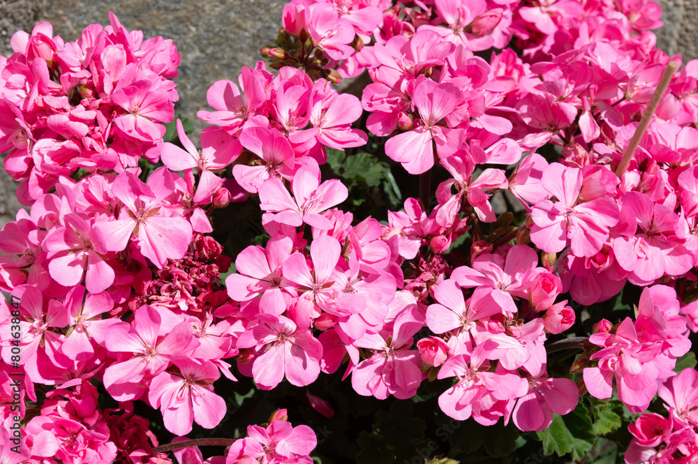 Flores rosas de geranio Flores rosas de geranio