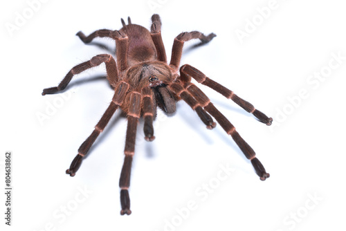 Closeup picture of the brown tarantula Phlogiellus obscurus from Borneo, photographed on white background.