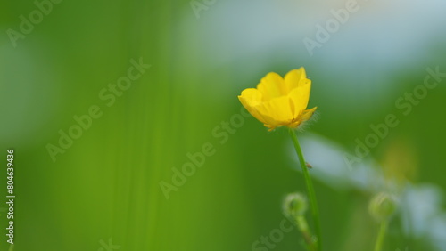 Ranunculus repens swaying in the wind. Meadow yellow flowers buttercup thicket. Lesser spearwort. Close up. photo
