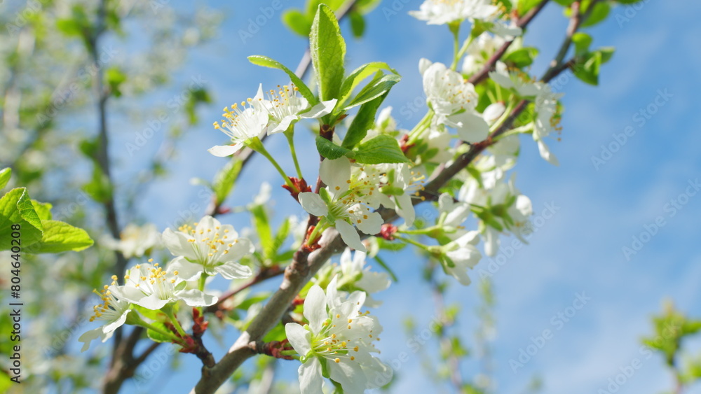White blooming on a tree in early spring in the garden. White cherry flower with white petals blooming. Close up.