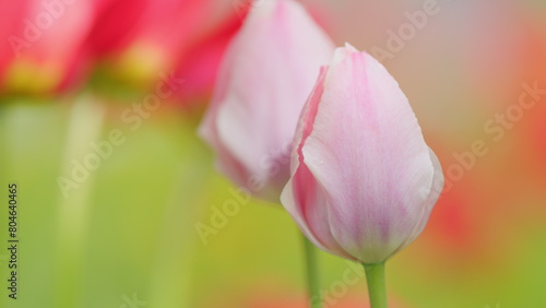 Flower tulips background. Floral petal field of natural blooming pink tulips. Slow motion. photo