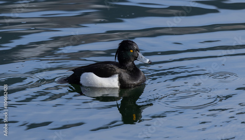 Photography Reiherente  (Aythya fuligula)