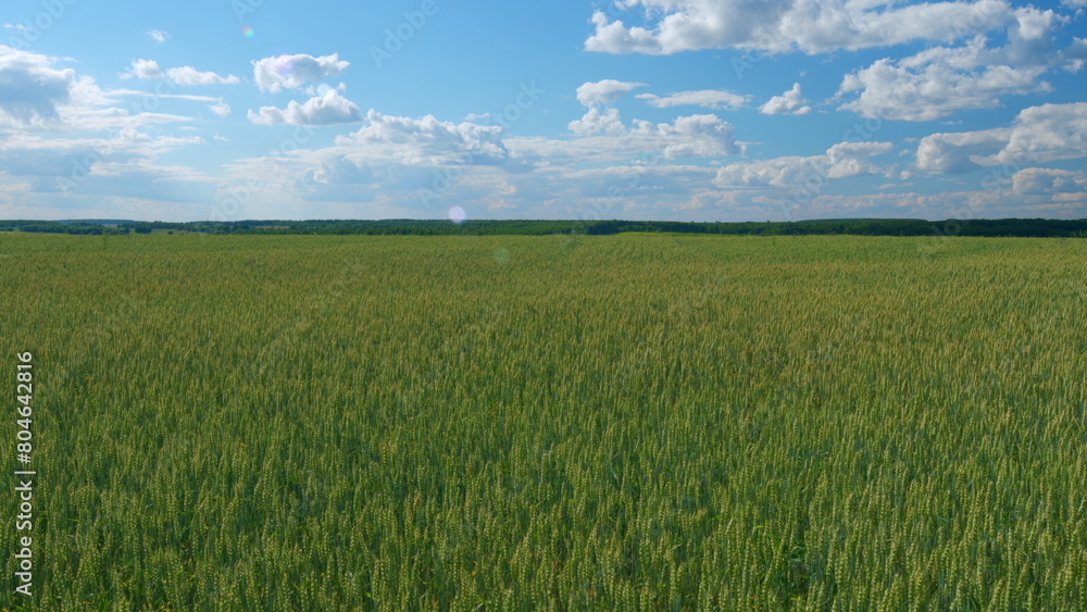 Wheat field in morning. Ears are slowly swaying in the wind. Agriculture concept - blue sky and clouds. Wide shot.