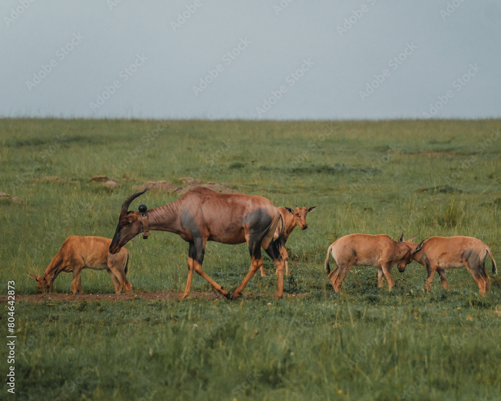 Fototapeta premium Topis and calves grazing, Masai Mara, Kenya