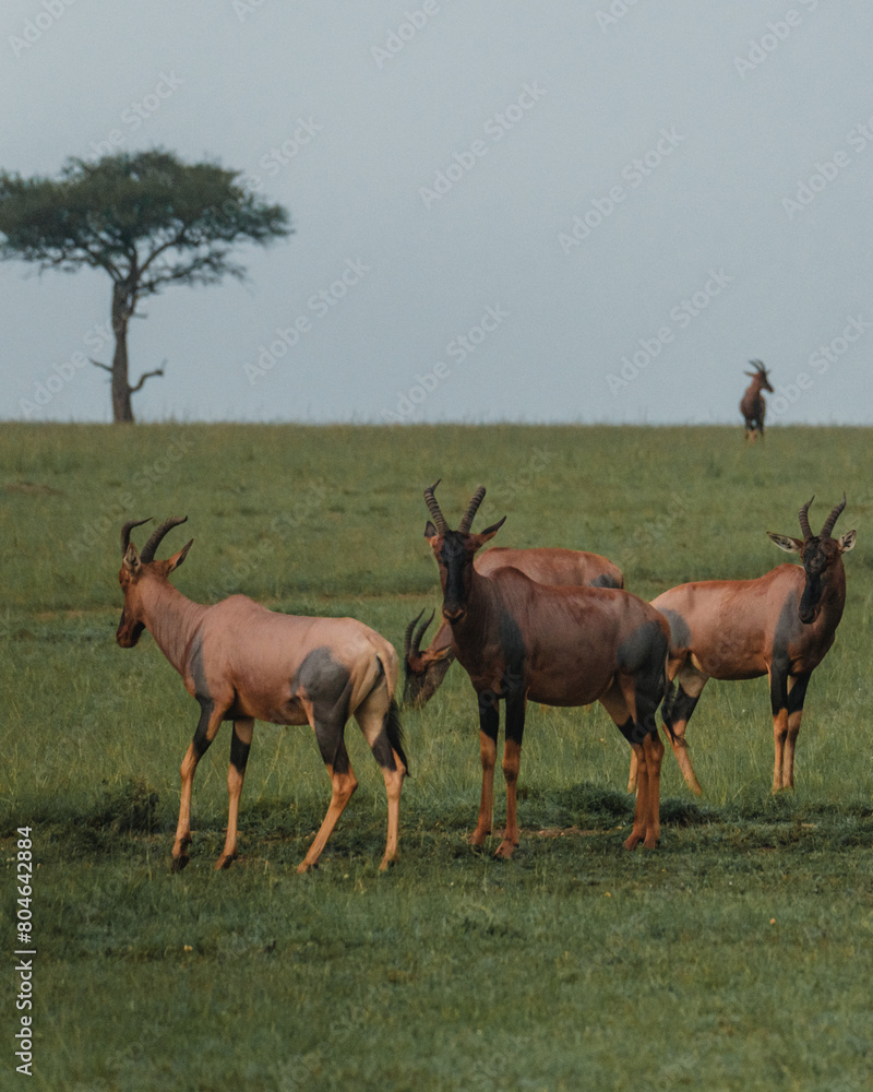 Topis roam and graze, lone tree backdrop, Masai Mara Topis roam and graze, lone tree backdrop, Masai Mara