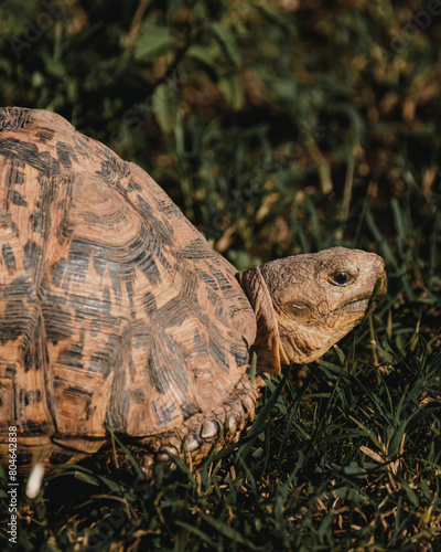 Leopard tortoise traverses green Masai Mara photo