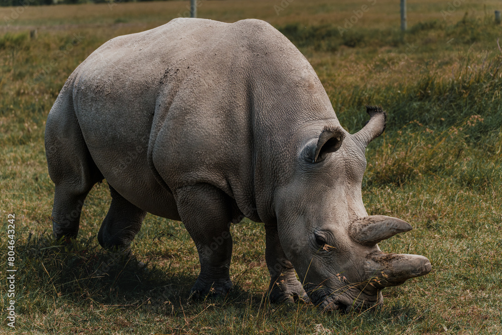 Fatu - one of the last two northern white rhinos at the Ol Pejeta Conservancy in Kenya Fatu - one of the last two northern white rhinos at the Ol Pejeta Conservancy in Kenya