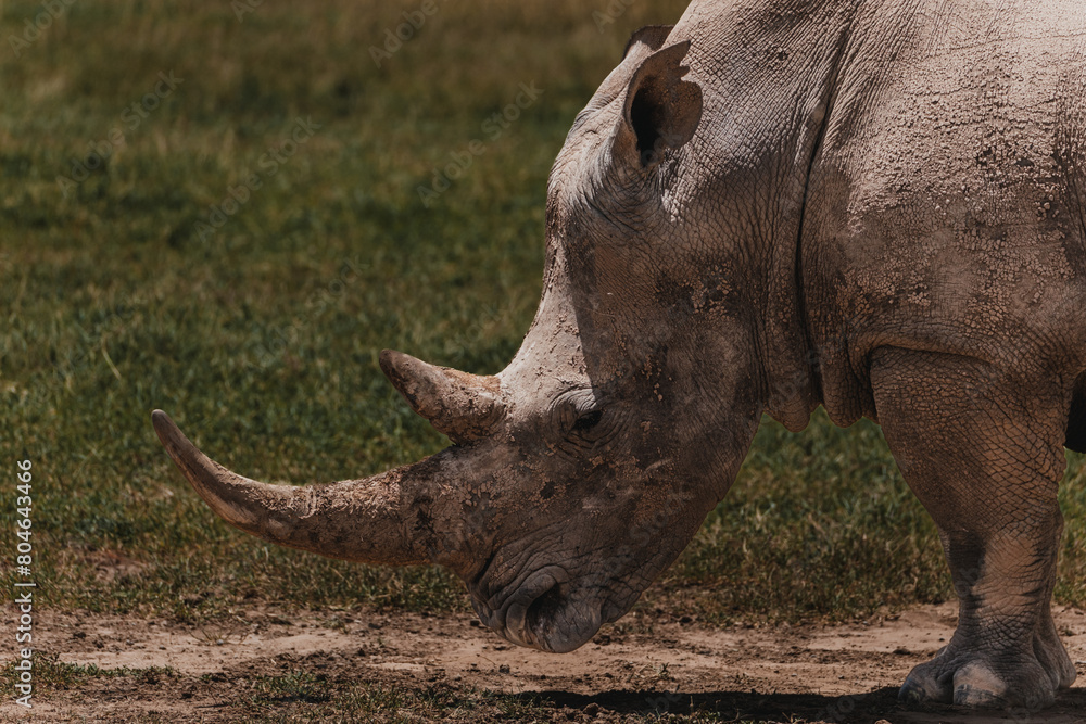 Obraz premium Southern white rhino in natural habitat, Ol Pejeta Conservancy