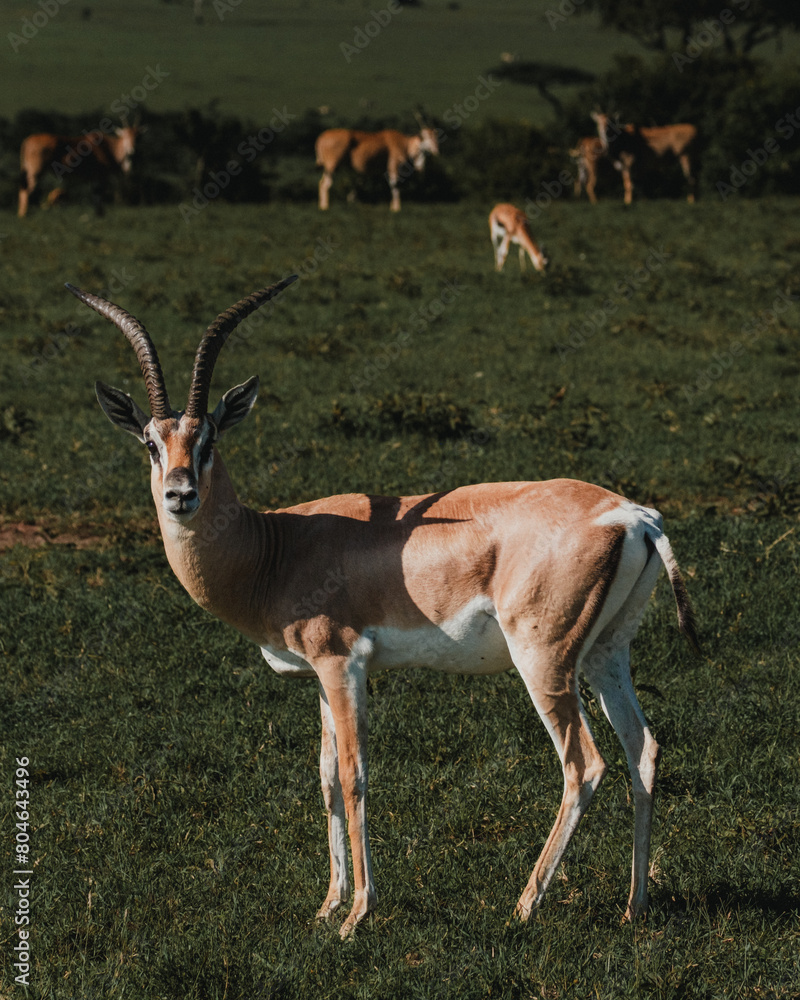 Alert Thomson's gazelle in expansive Kenyan savannah Alert Thomson's gazelle in expansive Kenyan savannah