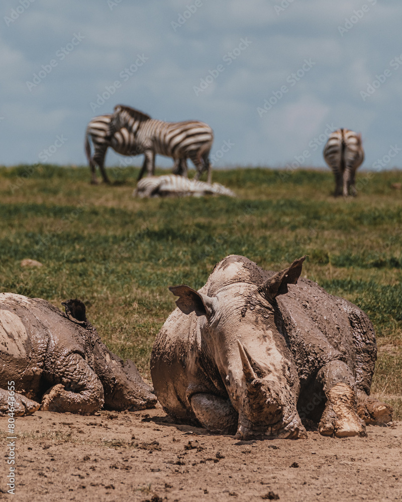 Fototapeta premium Rhinos wallowing in mud, zebras in background, Kenya