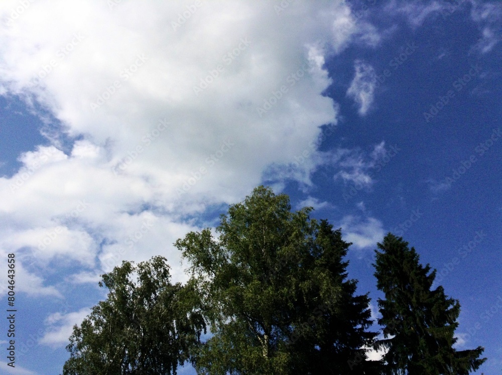 Sky and trees, big white cloud Sky and trees, big white cloud