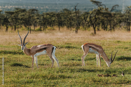 Two Grant s gazelles stride across Kenyan grassland